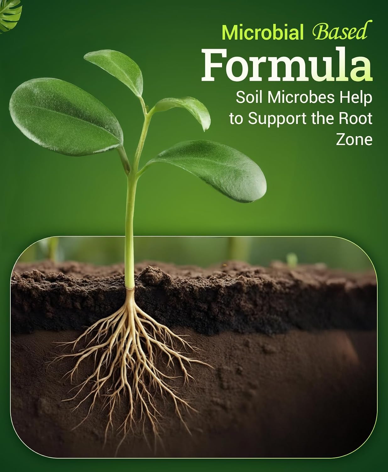 FoxFarm Bush Doctor Boomerang - 2-0.2-0.3 Comeback Formula - Microbial-Based Liquid Plant Fertilizer for Root Zone Support, Immediate Nutrient Uptake - Helps Plants Recover from Abiotic Stress-1 Pint