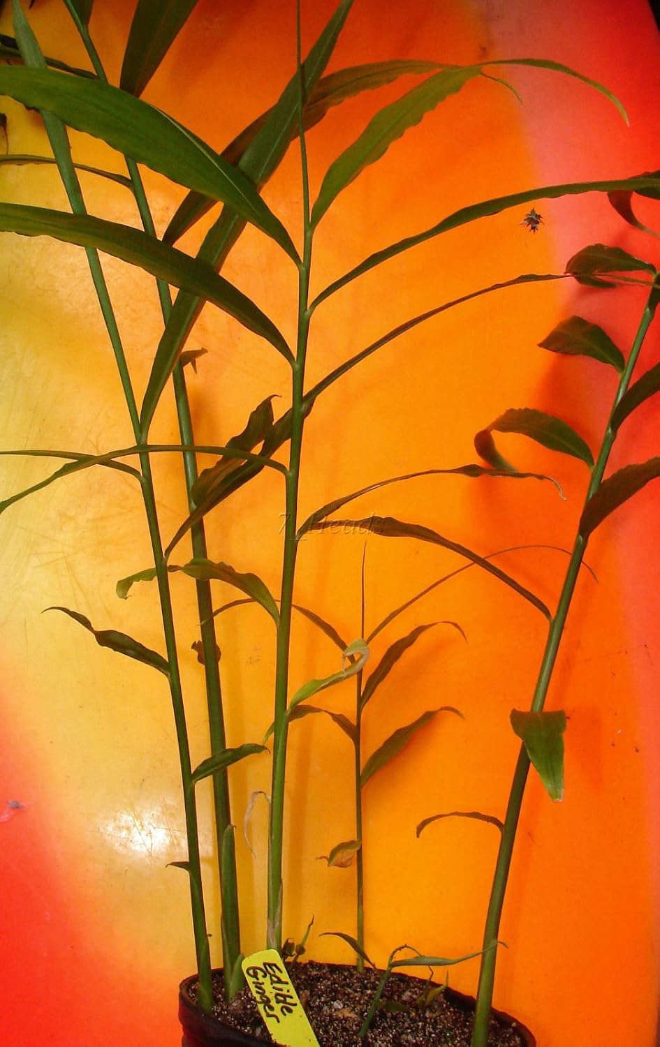 Live 10 Rhizomes of Edible Ginger Roots Zingiber Zingiber Officinale for Growing