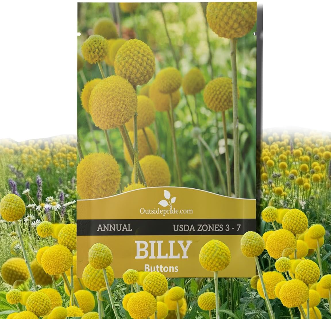 Outsidepride Billy Button Craspedia Globosa Seeds - 1000 Pcs Perennial, Hardy & Drought Tolerant, Flower Seeds for Planting w/Yellow Spherical Blooms, Ideal for Cut Flower & Pollinator Gardens