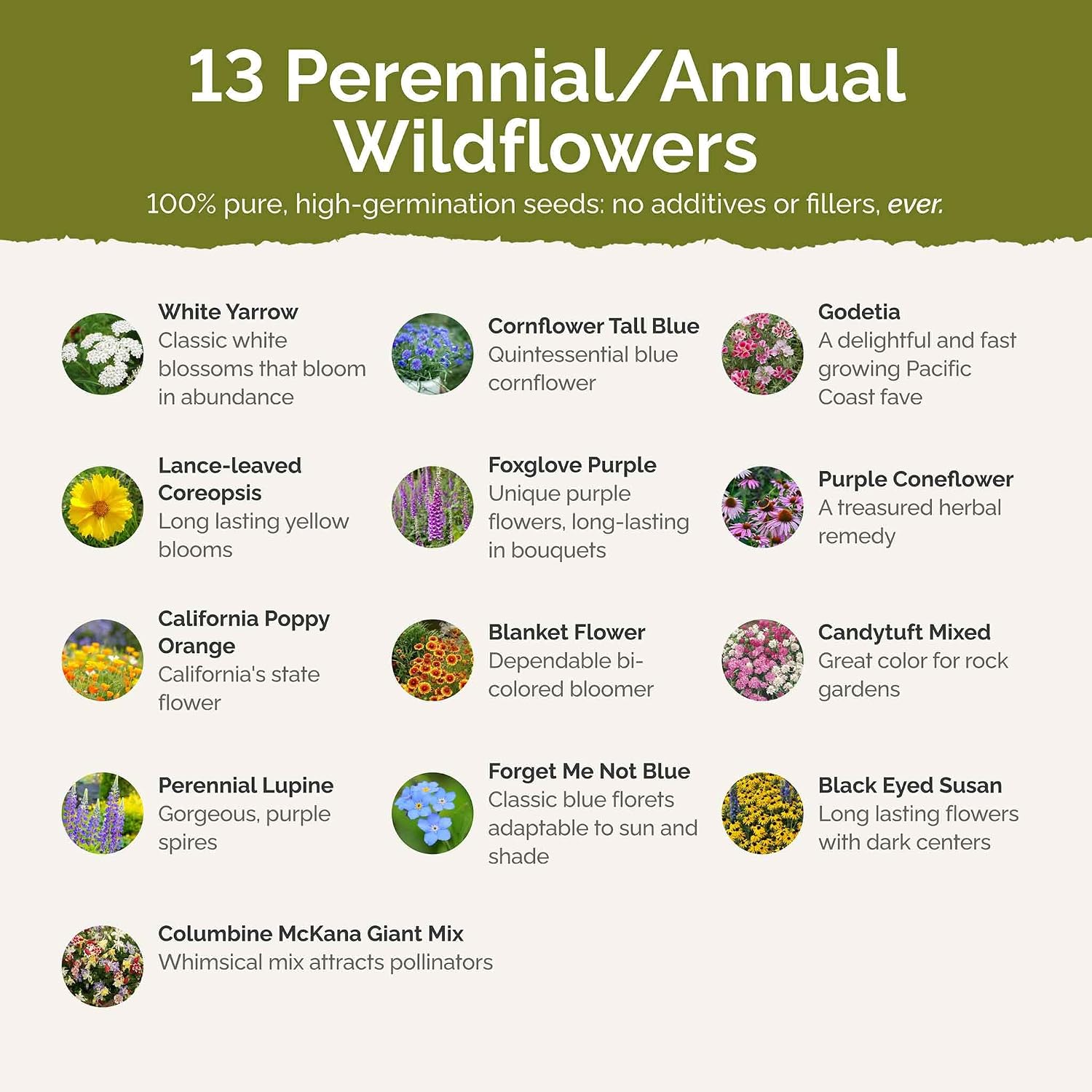 Eden Brothers All Perennial Wildflower Mixed Seeds for Planting, 1 lb, 480,000+ Seeds with Lupine, Shasta Daisy | Attracts Pollinators, Plant in Spring or Fall, Zones 3, 4, 5, 6, 7, 8, 9, 10