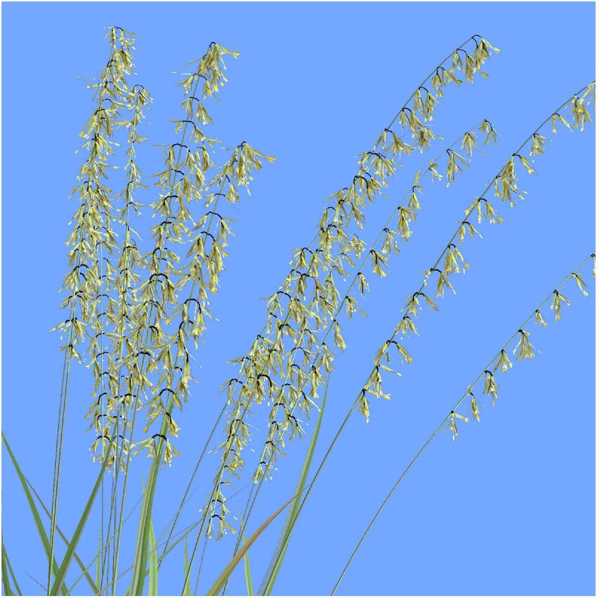 1 Lb Side-Oats Grama Native Grass Seeds - Gold Vault
