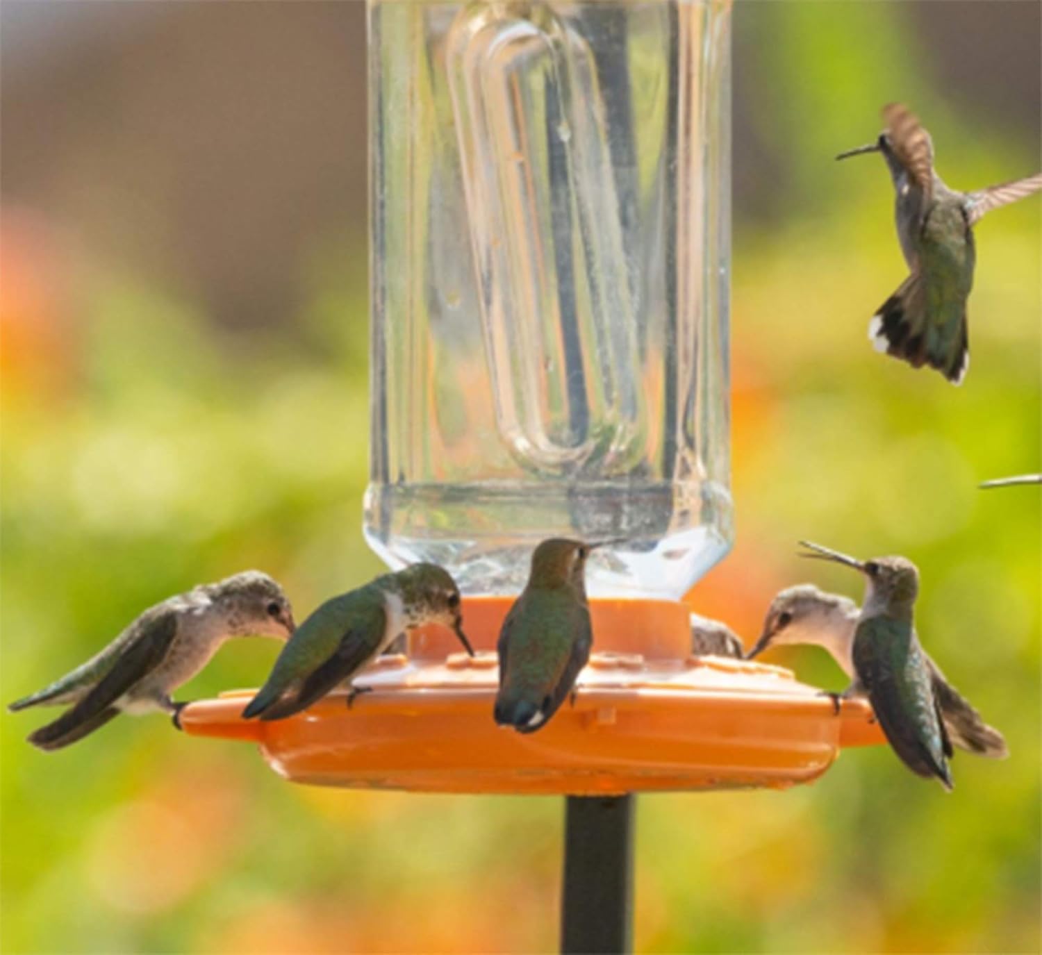First Nature 3088 32-ounce Oriole Feeder (2 Pack)