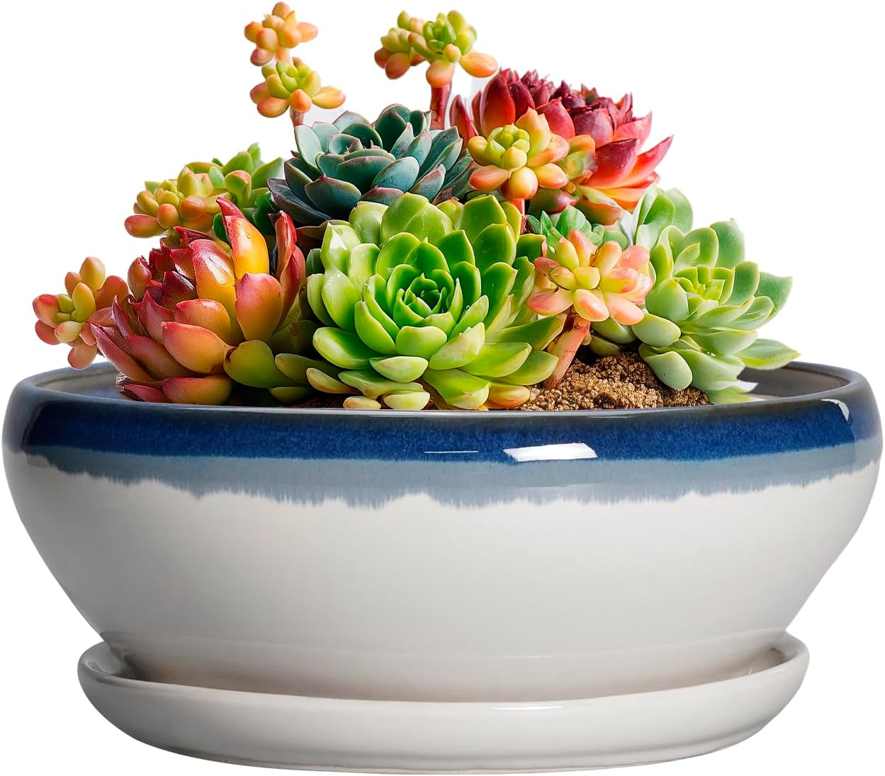 SQOWL 7 Inch Round Ceramic Succulent Planter Pot Drip Glazed Shallow Planter with Drainage Bamboo Tray for Indoor Plants