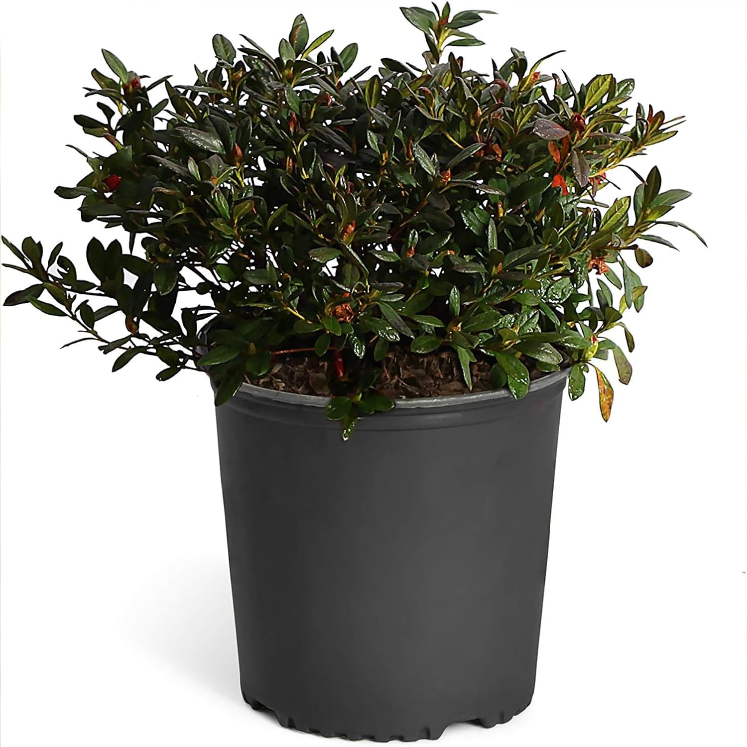 Brighter Blooms - Autumn Royalty® Encore® Azalea, 1 Gallon - No Shipping to AK, AZ, HI