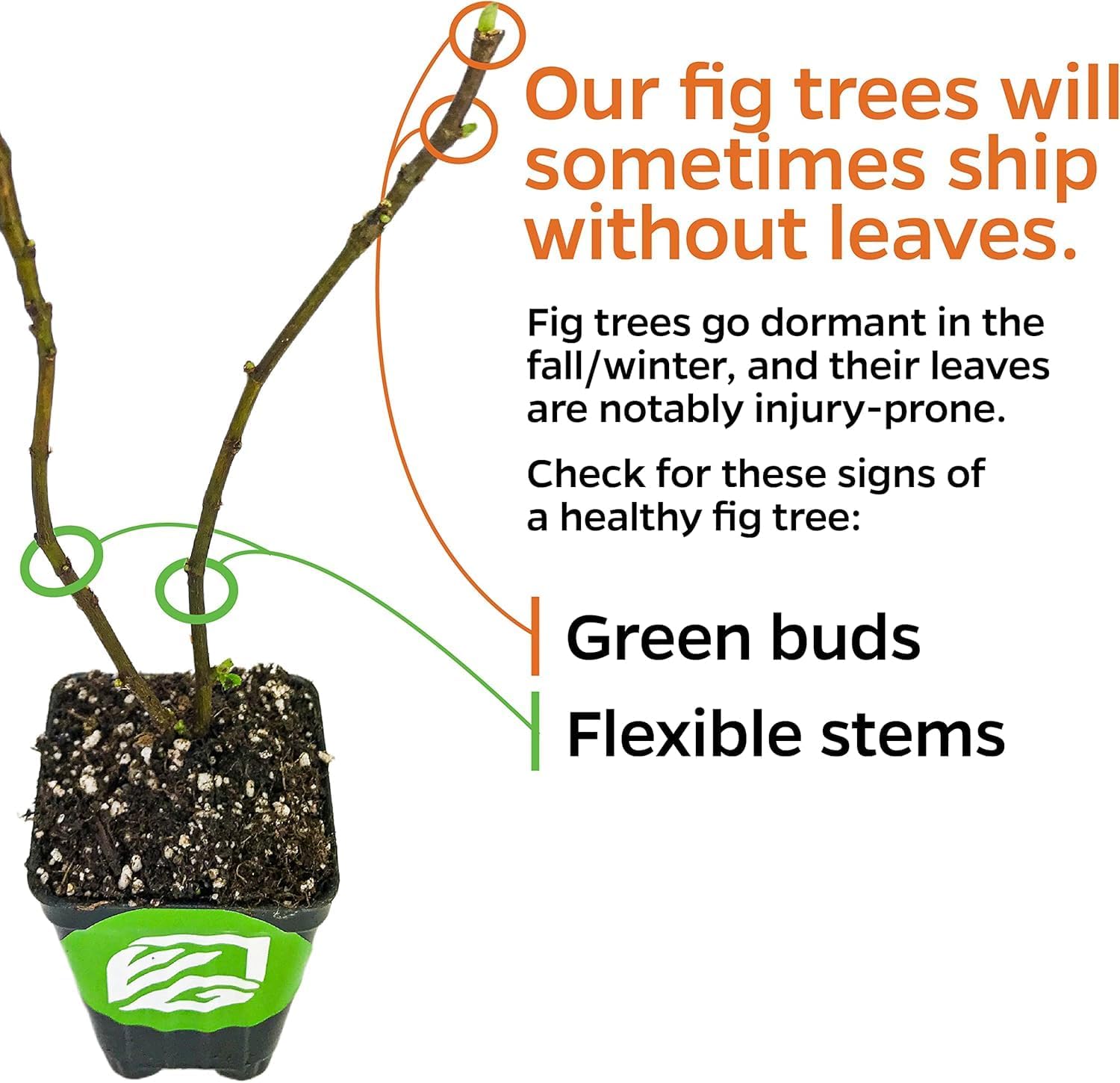 Chicago Hardy Fig Tree (1-Pack) Live Starter Plant by Wellspring Gardens | Ficus carica | Hardy & Fruitful | Ideal for Gardens | Purple-Skinned Fig | Edible Landscape Plant | Food forest