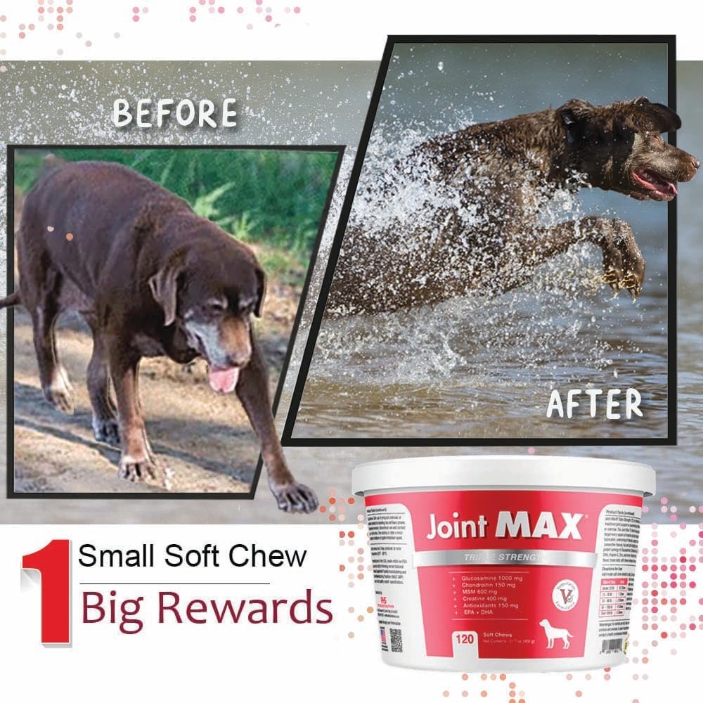 TS Joint Supplement Vet Formulated Pain & Inflammation Relief Treats Hip Dysplasia & Arthritis.Glucosamine, Chondroitin, Turmeric, MSM, HA, Creatine, Omega 3 EPA+DHA. All Dogs 240 Soft Chews