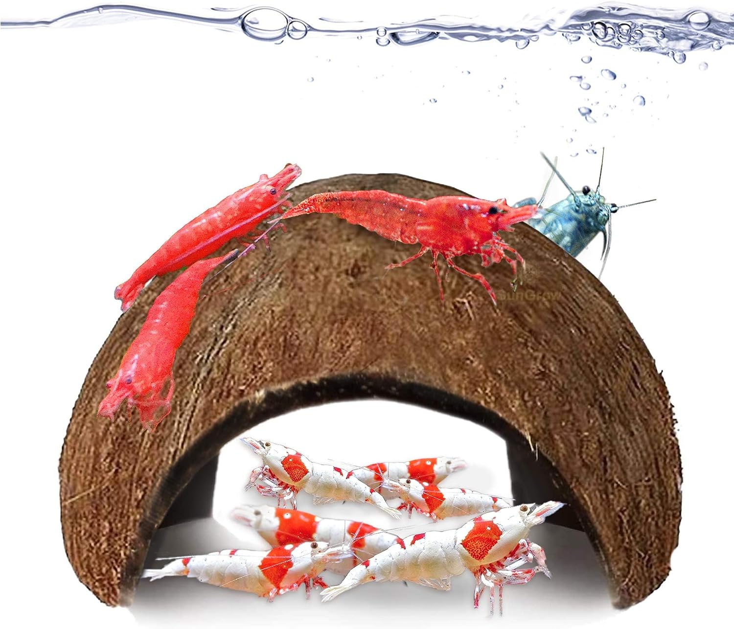 SunGrow Coconut Aquarium Shrimp Cave, Small Fish Tank Decorations Accessories, Comfortable Shelter and Breeding Area for Crustaceans, Fish Hideout Aquarium Décor for Spawning (1 piece)
