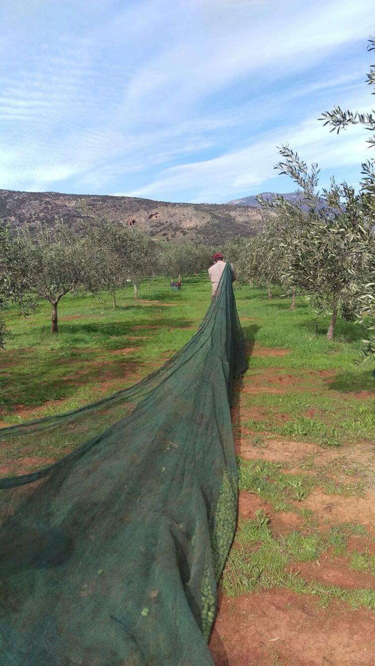 VILLAGE BATCH - AWARD WINNERS - KORONEIKI OLIVE OIL Greek Olive Oil ORGANIC COLD PRESSED OLIVE OIL Extra Virgin Olive Oil High In Polyphenols