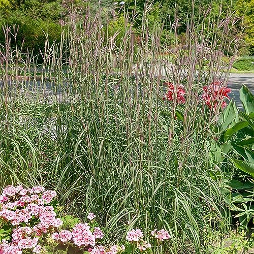 Outsidepride Perennial Andropogon Big Bluestem Grass Seed - 1 lb. Warm Season, Drought Resistant, Native Prairie Grass Seed, Ideal for Erosion Control, Ornamental Landscaping & Wildlife Gardens
