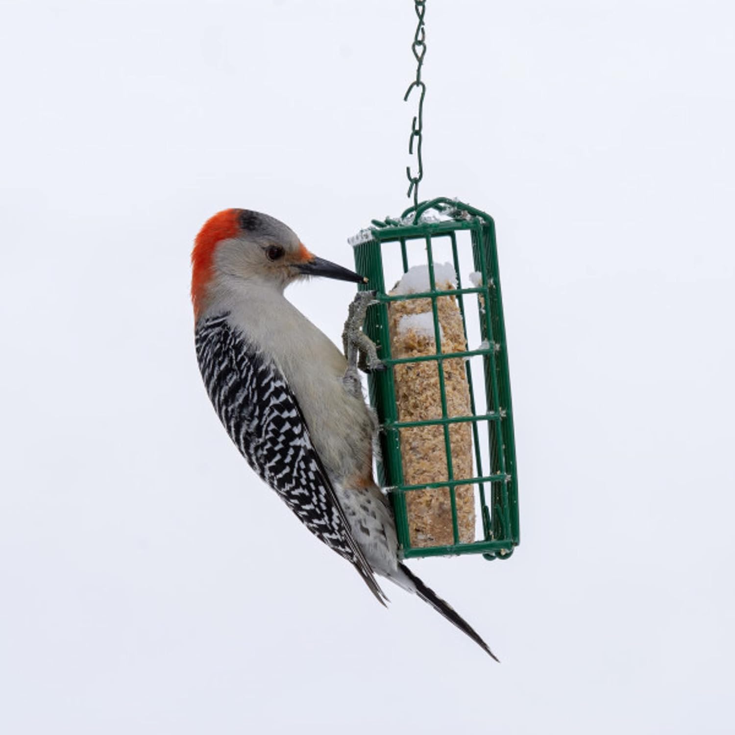 C&S CS12553 11.75 Oz Hot Pepper Delight Wild Bird No Melt Suet Dough