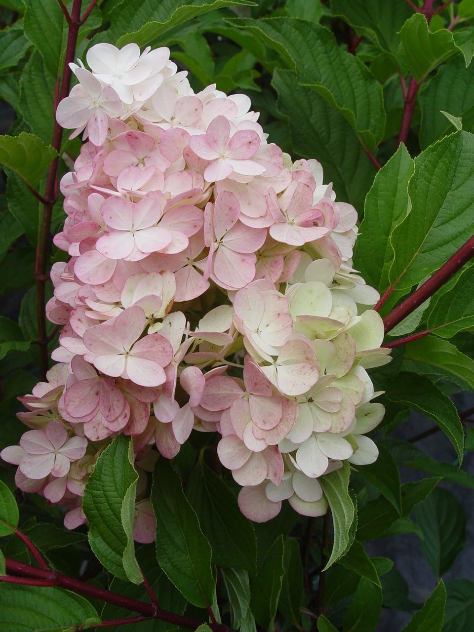First Editions - Hydrangea pan. Vanilla Strawberry (Panicle Hydrangea) Shrub, white/pink/red flowers, #3 - Size Container
