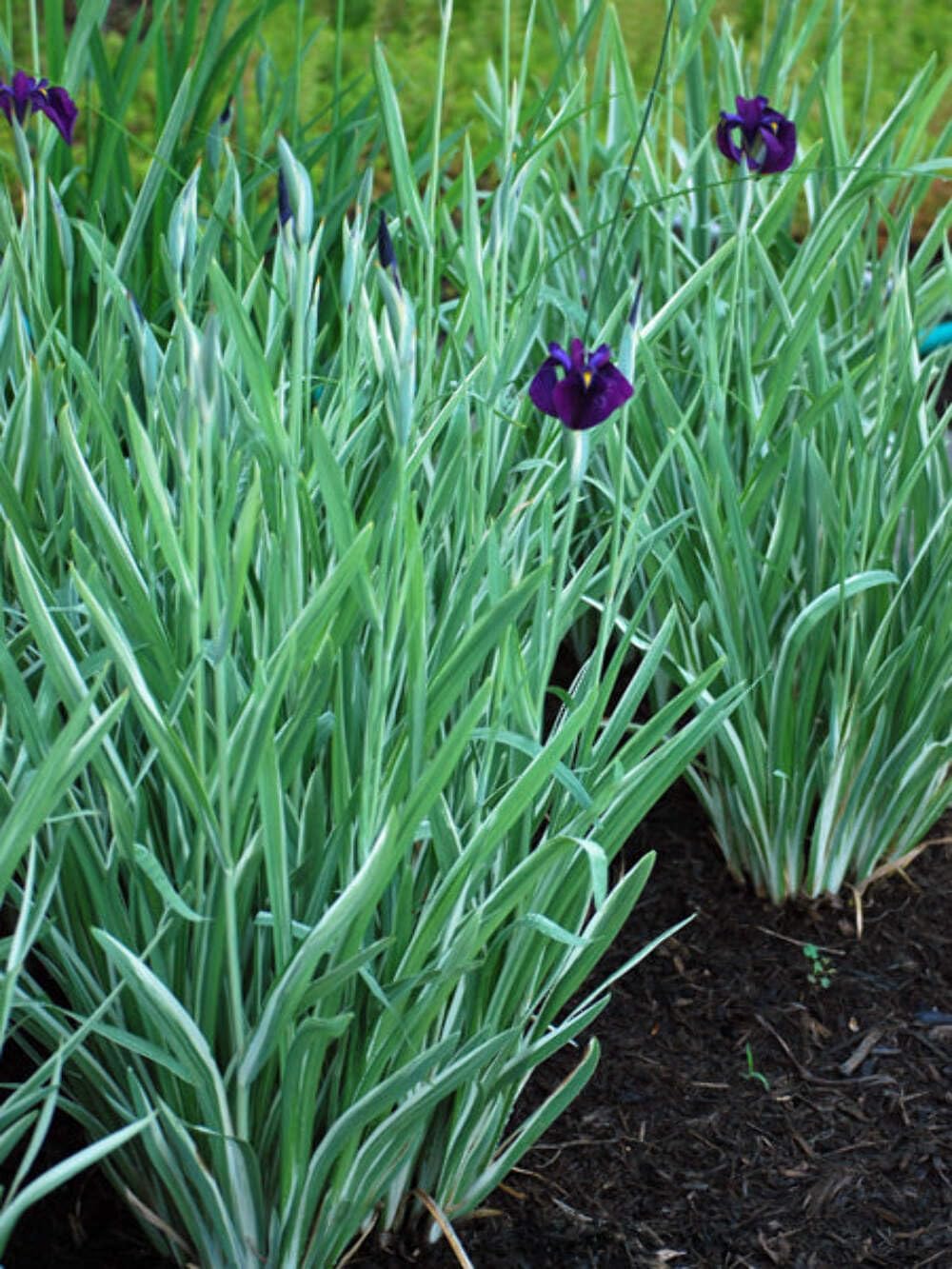 Iris e. 'Variegata' (Variegated Japanese) Perennial, Size-#1 Container, Rich Blue-Violet Flowers
