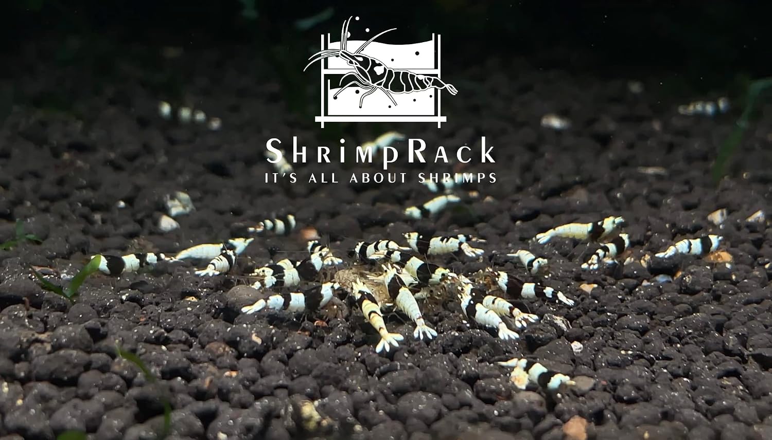 ShrimpRack® 10+1 Crystal Black Shrimp CBS Grade S-SSS Live Freshwater Aquarium Shrimps 1/4 to 1/2 inch Long.