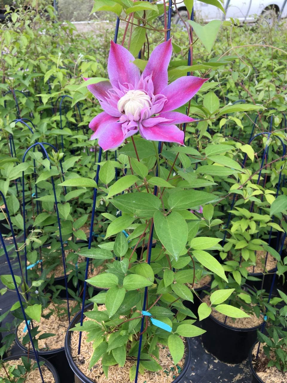 Raymond Evison Clematis - Clematis Giselle (Clematis) Perennial, pink flowers, 8`` - Size Container