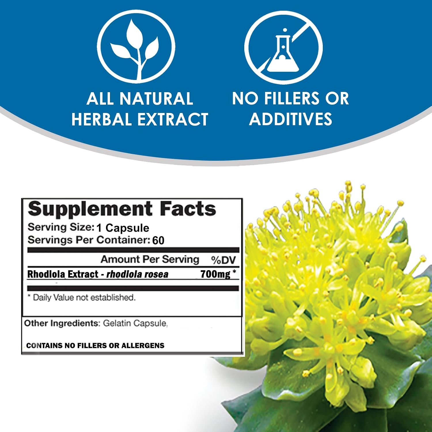 RHODIOLA | Rhodiola Rosea Supplement | 3% Salidrosides Standardized Extract | 60 Easy-to-Swallow Capsules