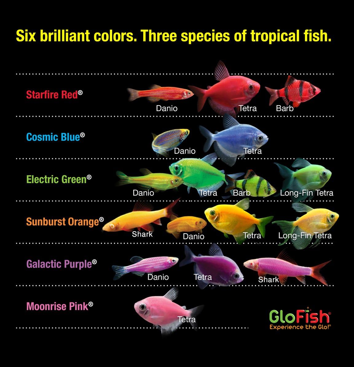 GloFish Crescent aquarium Kit 3 Gallons, Includes Hidden Blue LED Light And Internal Filter