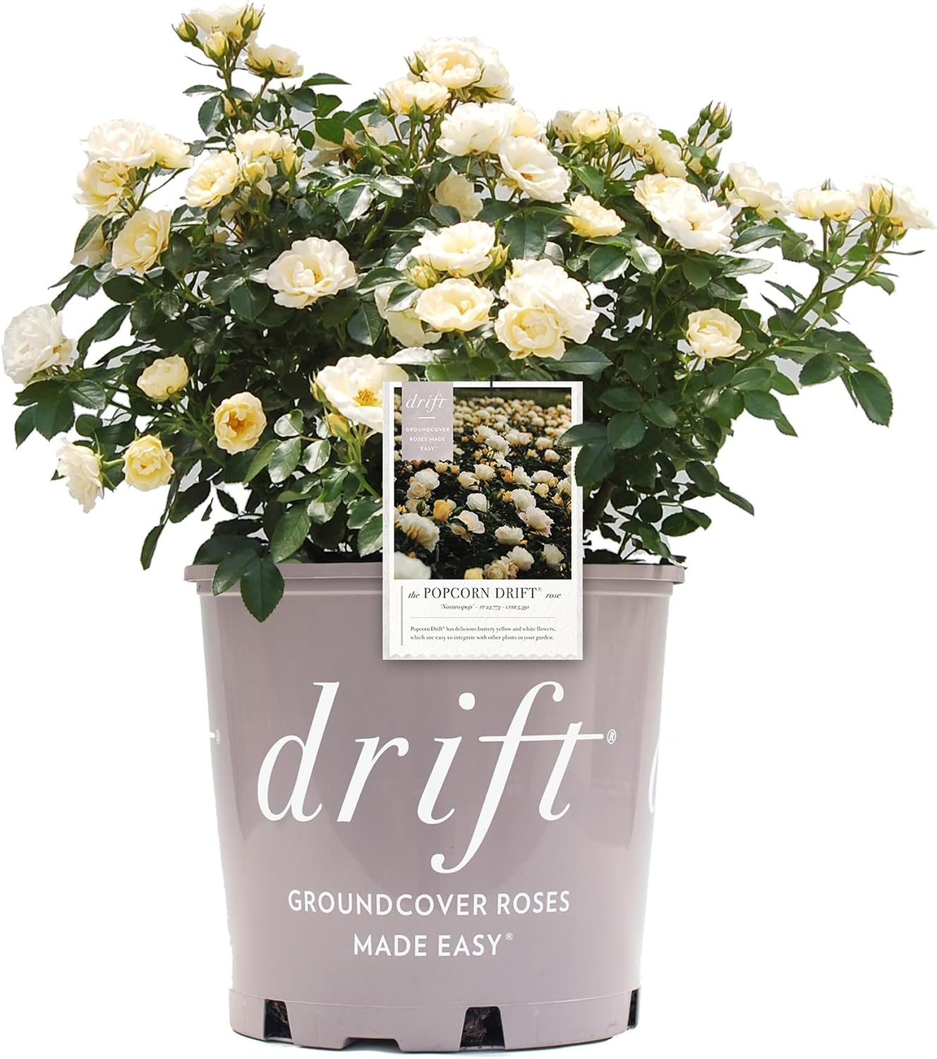 Drift 2 Gal. Popcorn Rose Shrub