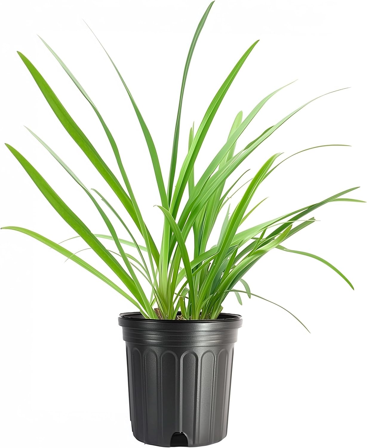 Blue Agapanthus Africanus Lily of the Nile | 30 Live Plants | Easy Care, Perennial Blooms, Attracts Pollinators, Drought Tolerant, Garden Borders, Ornamental Foliage, Summer Flowers