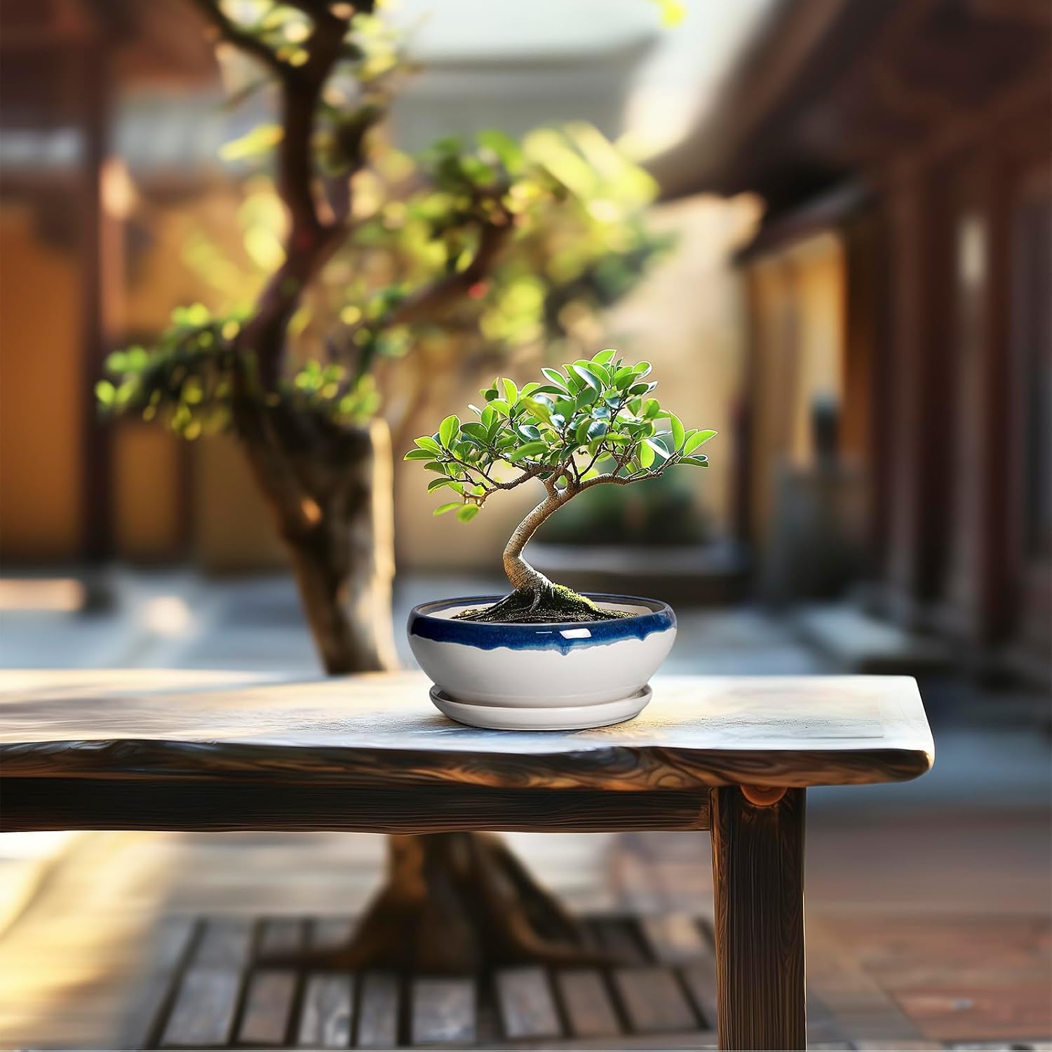SQOWL 7 Inch Round Ceramic Succulent Planter Pot Drip Glazed Shallow Planter with Drainage Bamboo Tray for Indoor Plants