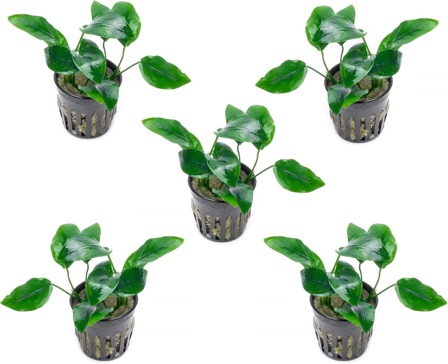 Anubias Nana Live Aquarium Plants - Potted Freshwater Plant for Fish Tanks, Terrariums - Beginner Friendly Low Light (1 Pot)