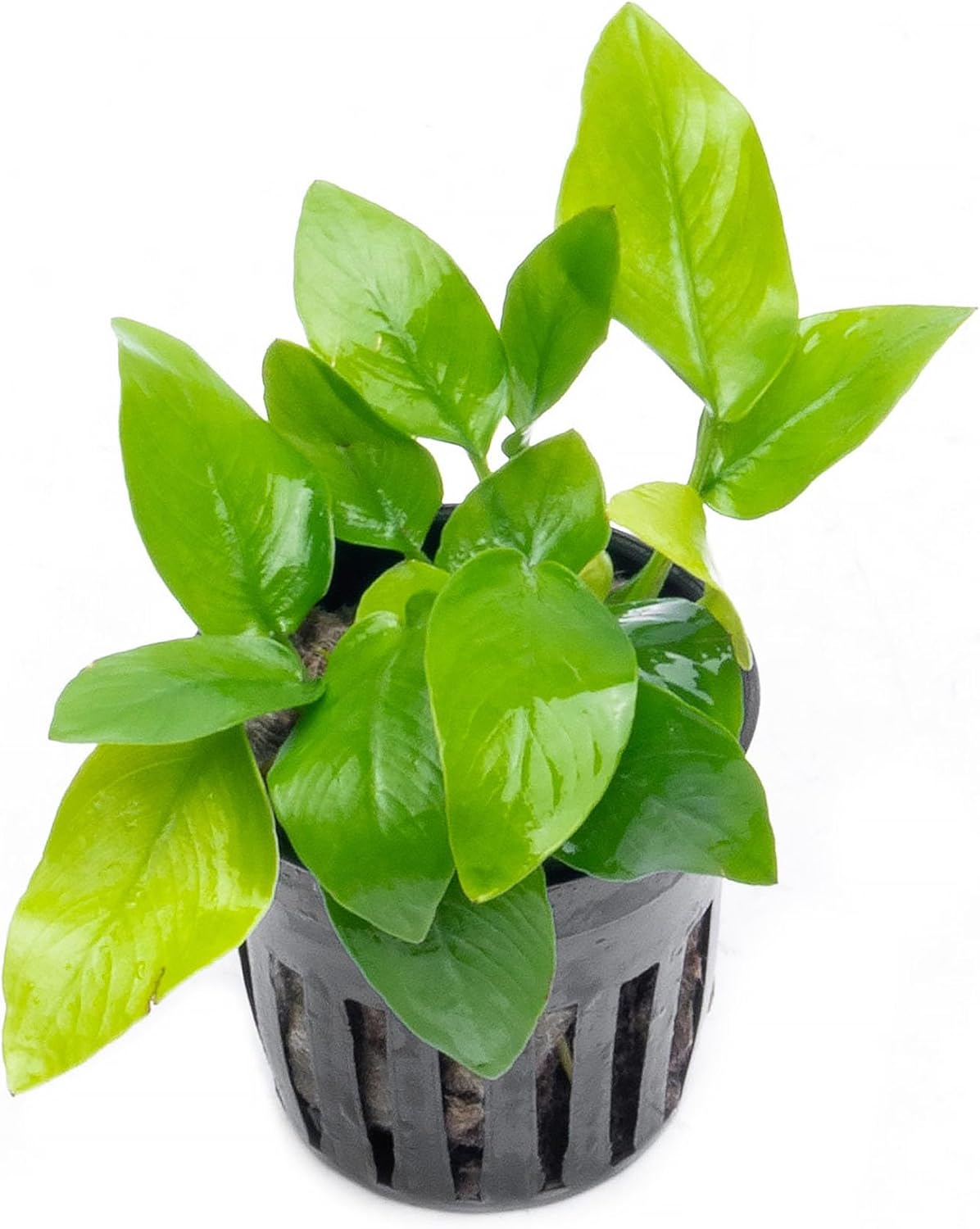 Anubias Nana Live Aquarium Plants - Potted Freshwater Plant for Fish Tanks, Terrariums - Beginner Friendly Low Light (1 Pot)
