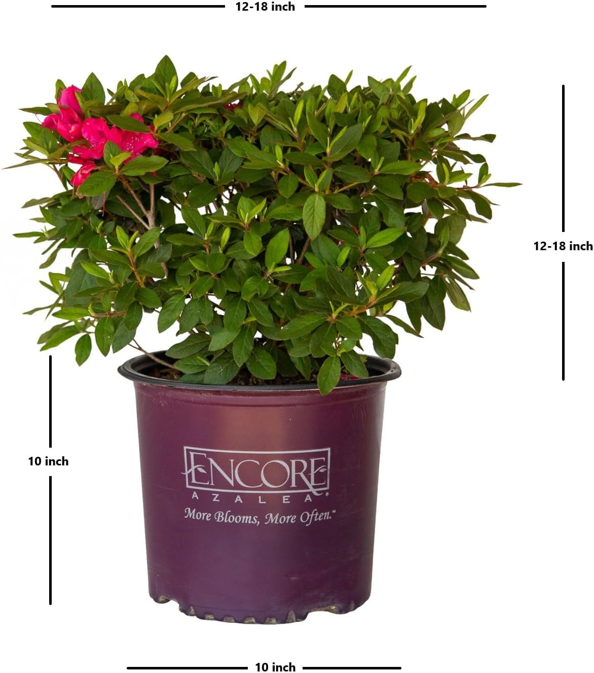 Encore Azalea Autumn Sangria (1 Gallon) Pink Flowering Shrub - Full Sun Live Outdoor Plant