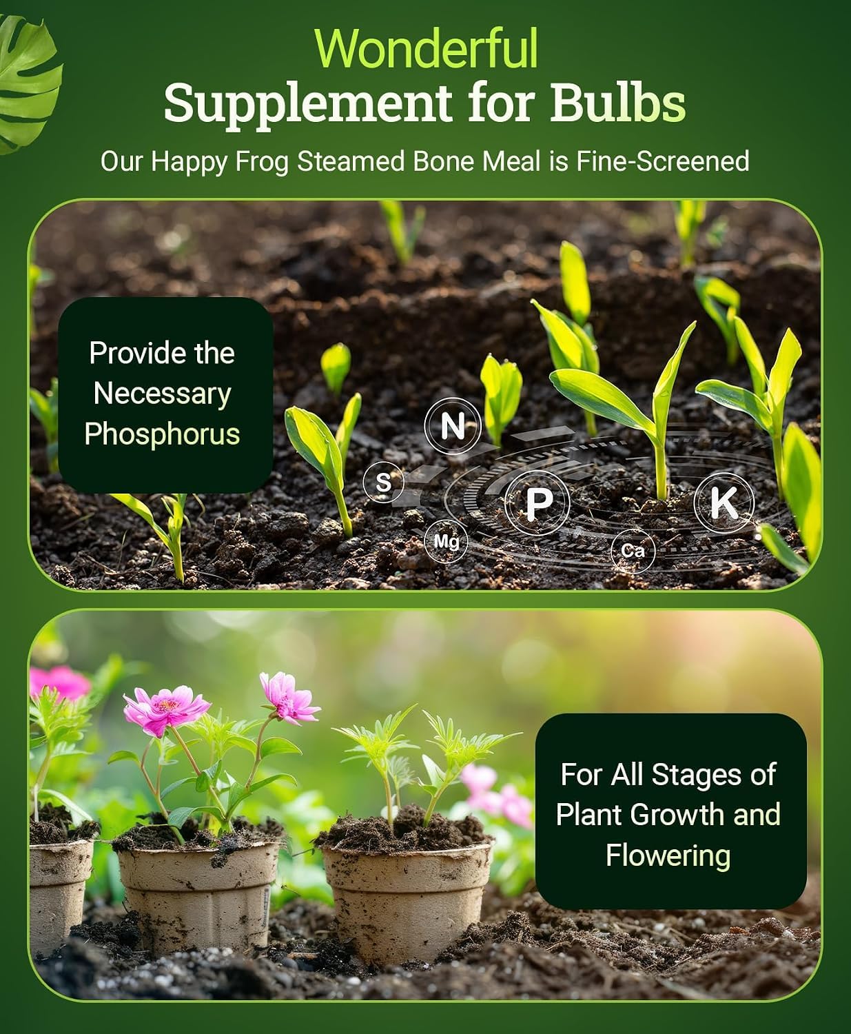 FoxFarm Happy Frog Steamed Bone Meal Fertilizer - Fine-Screened Phosphorus Fertilizer with Calcium & Mycorrhizal Fungi