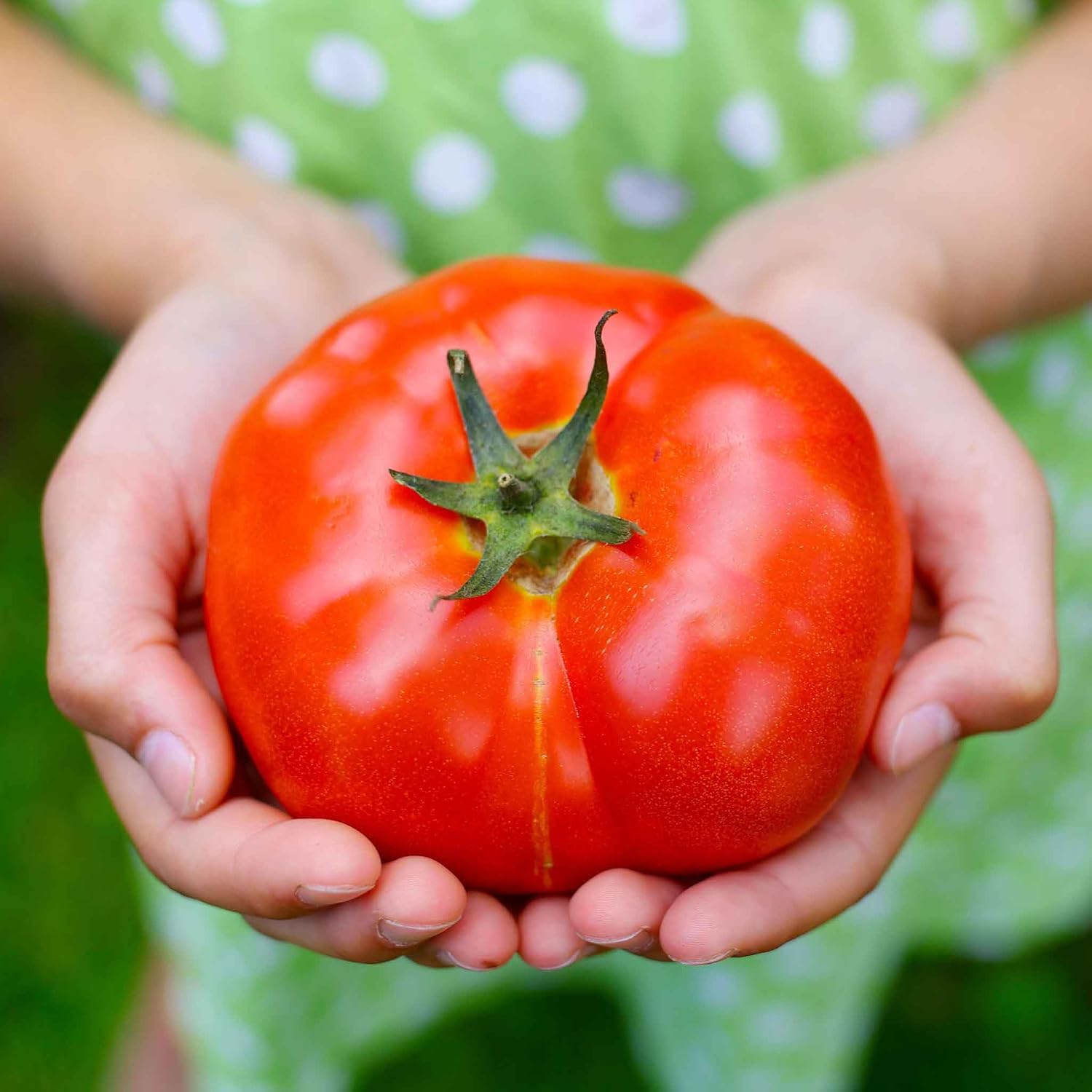 Eden Brothers Tomato Seeds - Persimmon Non-GMO Seeds for Planting, 1 oz | Low-Maintenance Vegetable Seeds, Plant During Warm Season, Zones 10, 3, 4, 5, 6, 7, 8, 9