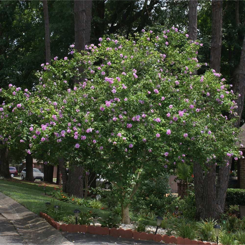 Brighter Blooms - Lavender Rose of Sharon Althea Tree, 4-5 ft. - No Shipping to AK, AZ, CA, HI, OR