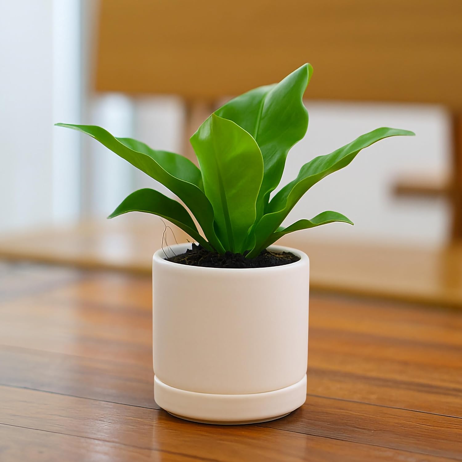 D'vine Dev 2-Pack Ceramic Pots with Saucers, White/Grey, 4.7 in, 94-V-B-6