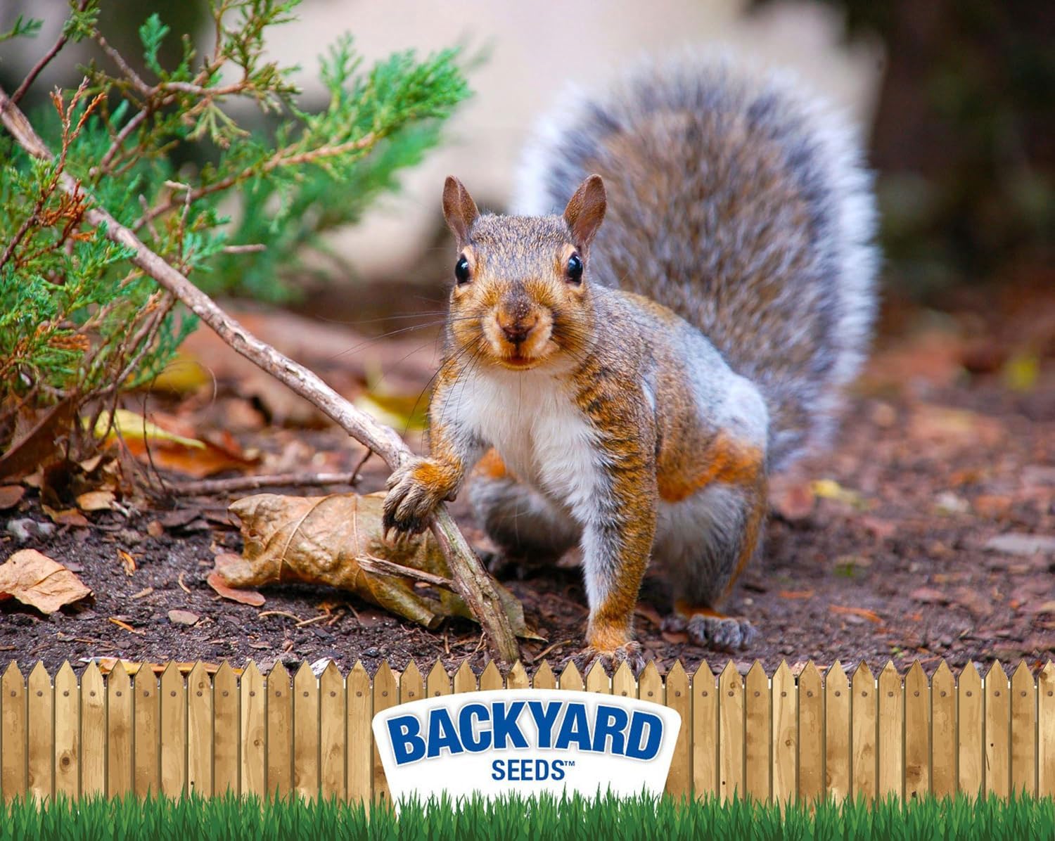 CountryMax Backyard Seeds Squirrel & Chipmunk Food Mix – 8 lb Bag – Premium Wildlife Blend with Sunflower Seeds, Peanuts & Corn – Ideal for Squirrels, Chipmunks, Rabbits & Backyard Birds​