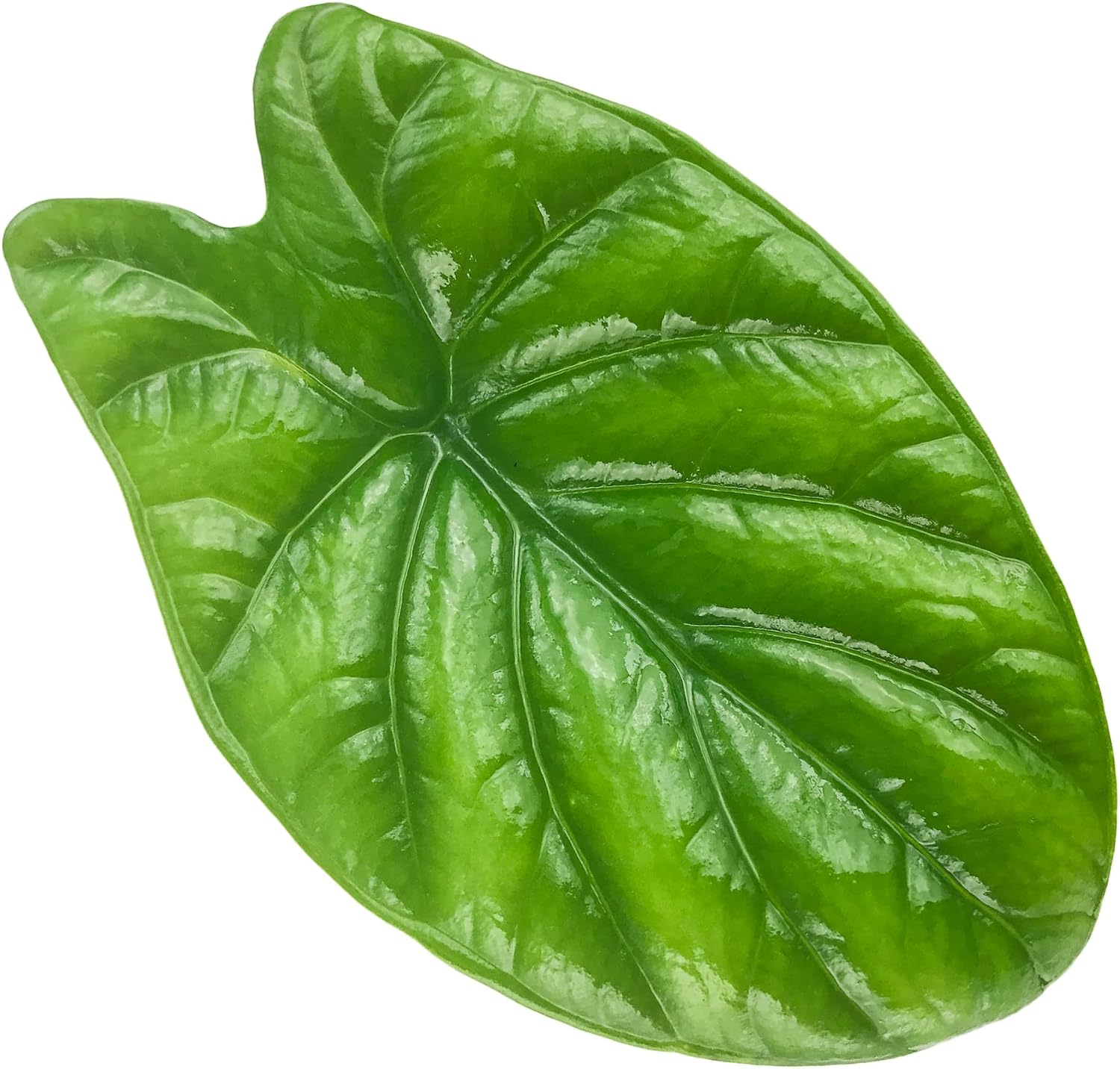 Stingray Elephant Ear Live Plant - Alocasia stringray by Wellspring Gardens - Alocasia - Unique Foliage - Versatile Plant - Tropical Plant