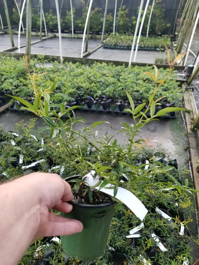 Lady Banks Yellow Climbing Rose - Live Plant - Quart Pot
