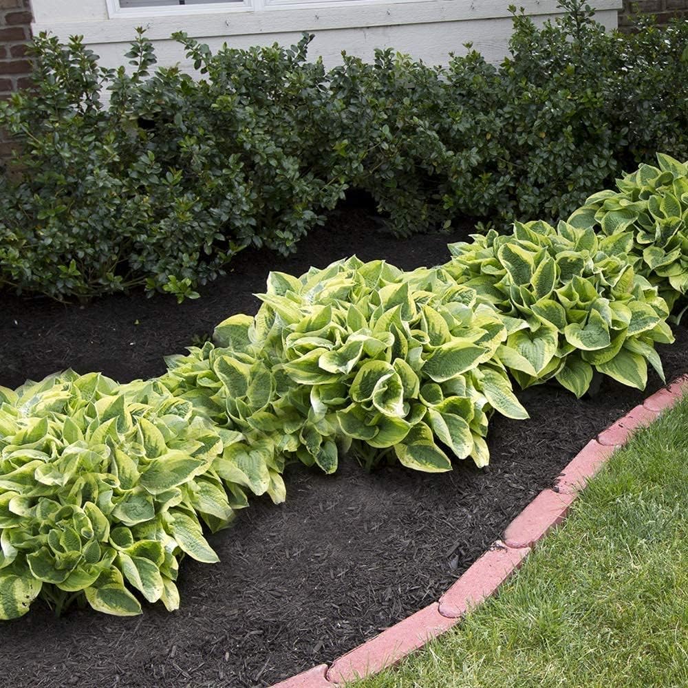 Great Deal - Ultimate Hosta Garden Collection 6-Pack of Bare Roots Hardy Mixed Heart-Shaped Hosta Rich Green Foliage, Low Maintenance