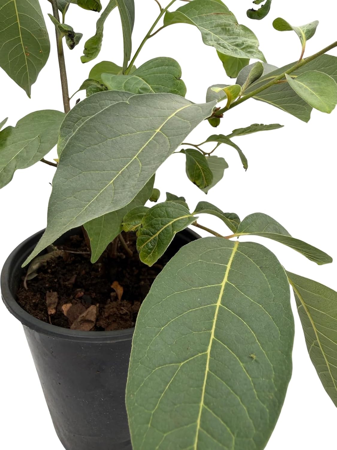American Persimmon Tree - Diospyros virginiana - Gallon Pot - Very Hardy