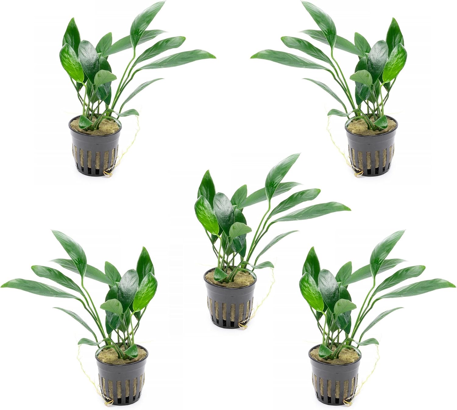 Anubias Nana Live Aquarium Plants - Potted Freshwater Plant for Fish Tanks, Terrariums - Beginner Friendly Low Light (1 Pot)