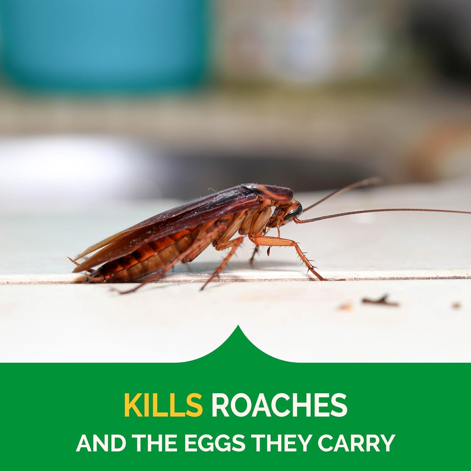 Hot Shot Ultra Clear Roach & Ant Gel Bait, 2.5 Ounces, Water-Based Gel Bait Dries Clear To Kill Roaches And Ants Indoors, Works In Minutes To Kill Queen And Entire Ant Colony, Roaches And Eggs | Kills Roaches, Their Eggs & Ants, Starts Working In Minutes…