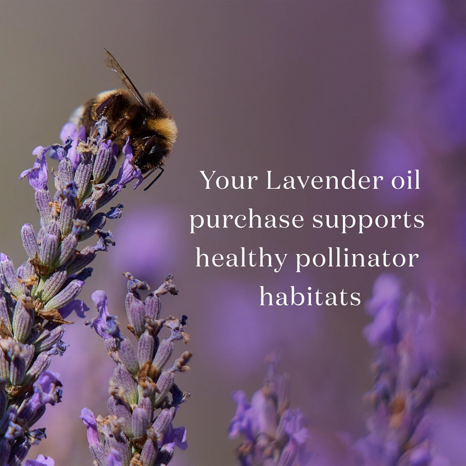Young Living Purification Essential Oil Blend, 15ml - Aromatherapy Diffuser - Ideal for Cleansing Skin - Skincare and Beauty Addition - Pure & Natural