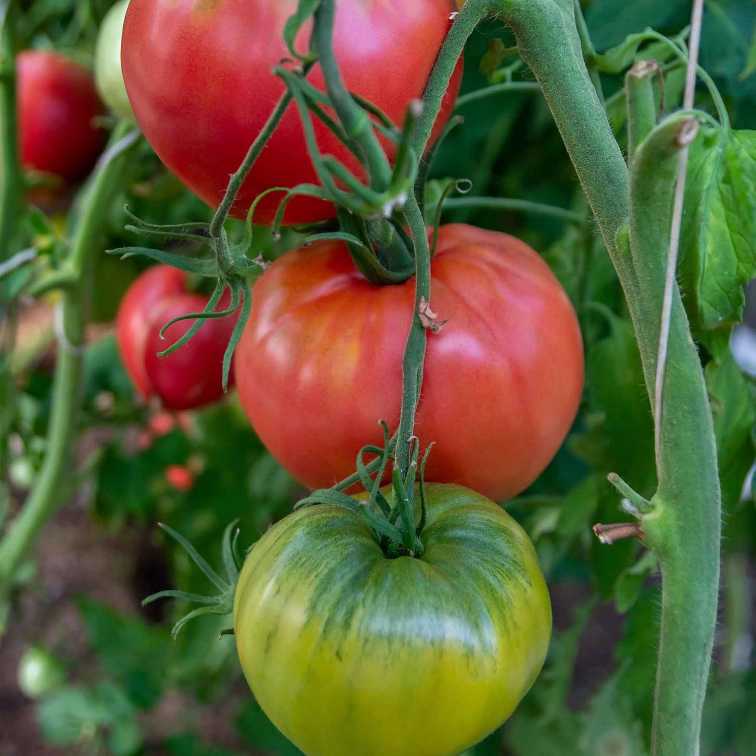Eden Brothers Tomato Seeds - Persimmon Non-GMO Seeds for Planting, 1 oz | Low-Maintenance Vegetable Seeds, Plant During Warm Season, Zones 10, 3, 4, 5, 6, 7, 8, 9