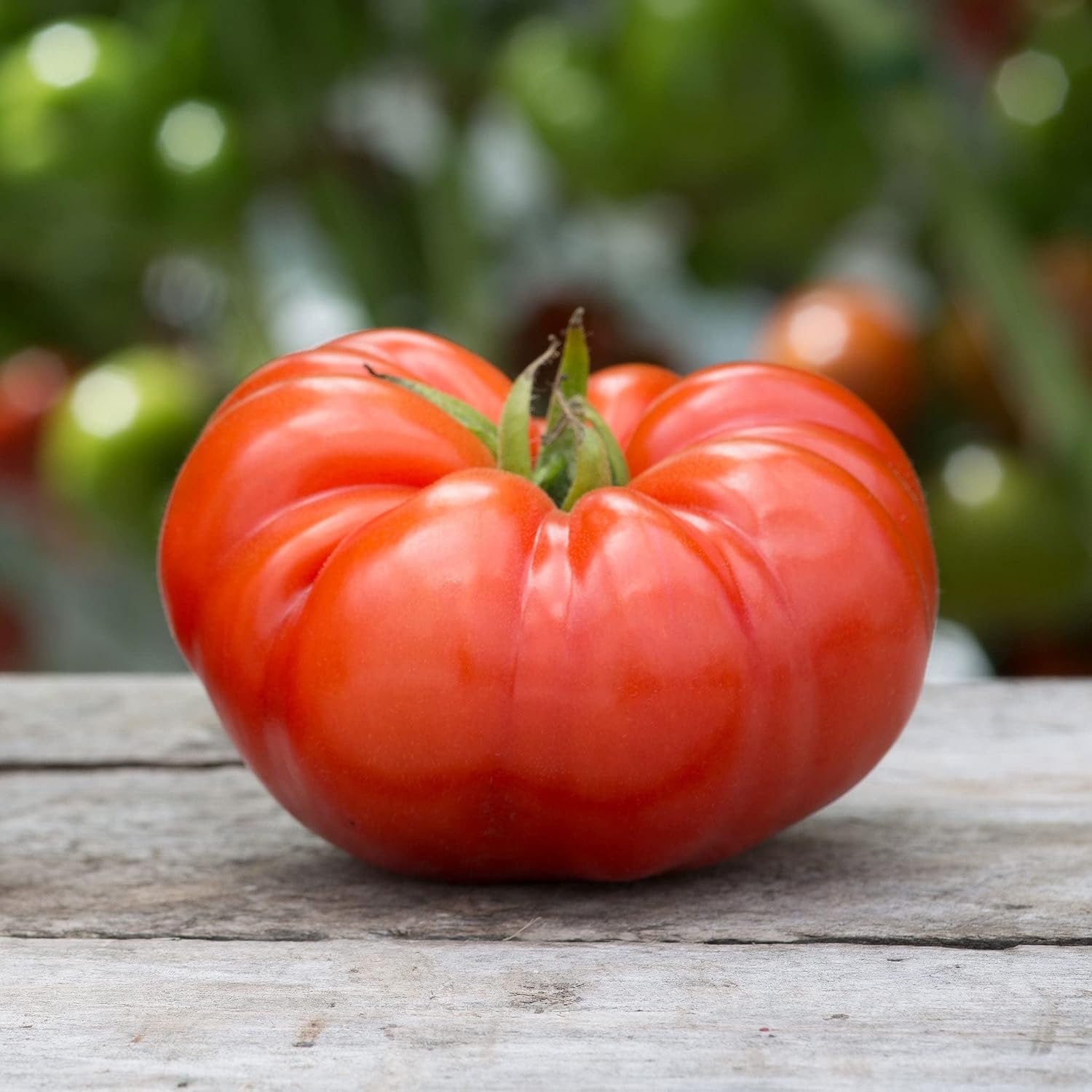 Eden Brothers Tomato Seeds - Persimmon Non-GMO Seeds for Planting, 1 oz | Low-Maintenance Vegetable Seeds, Plant During Warm Season, Zones 10, 3, 4, 5, 6, 7, 8, 9