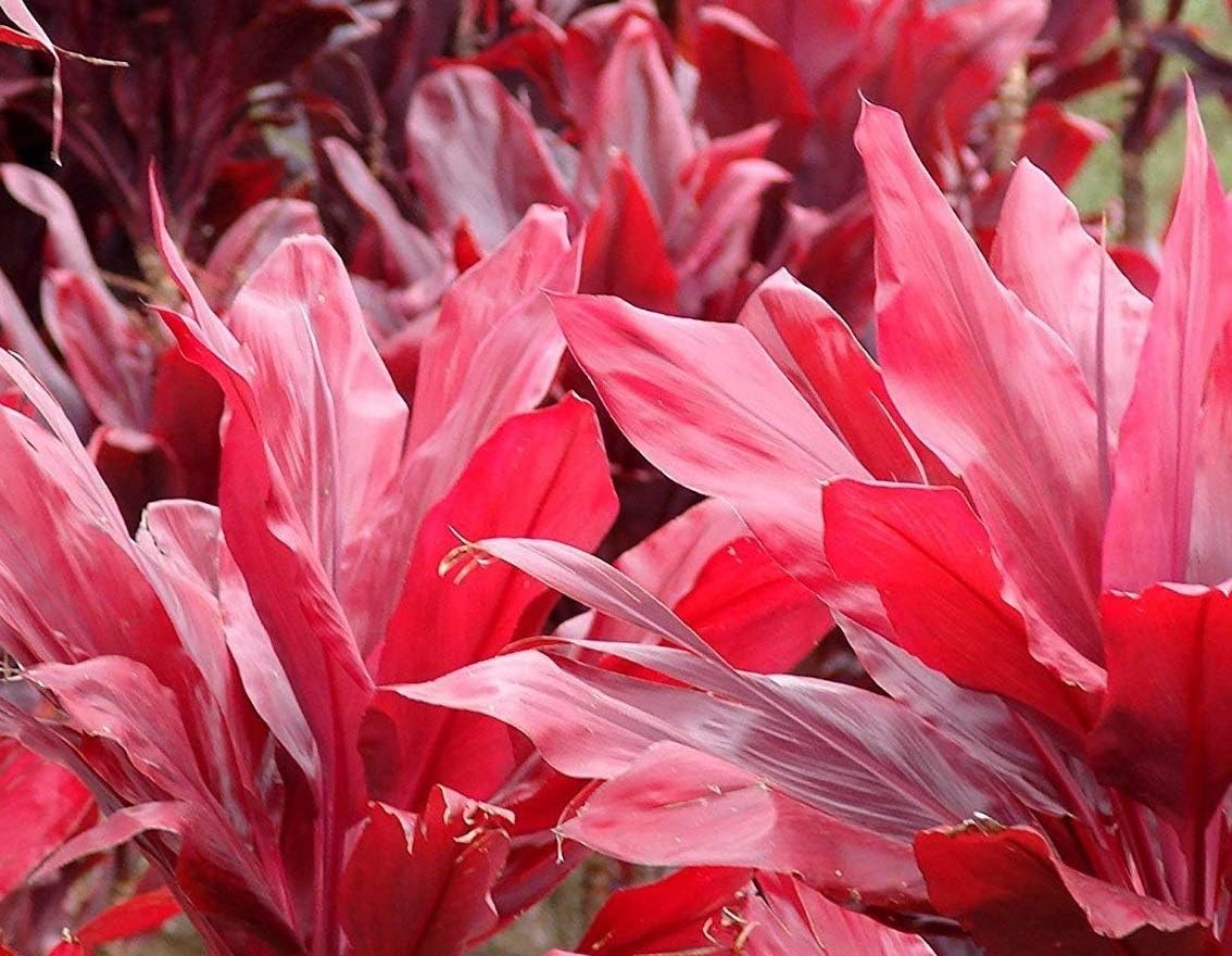 HAWAIIAN TI PLANT LOGS RED and GREEN ~ GROW HAWAII