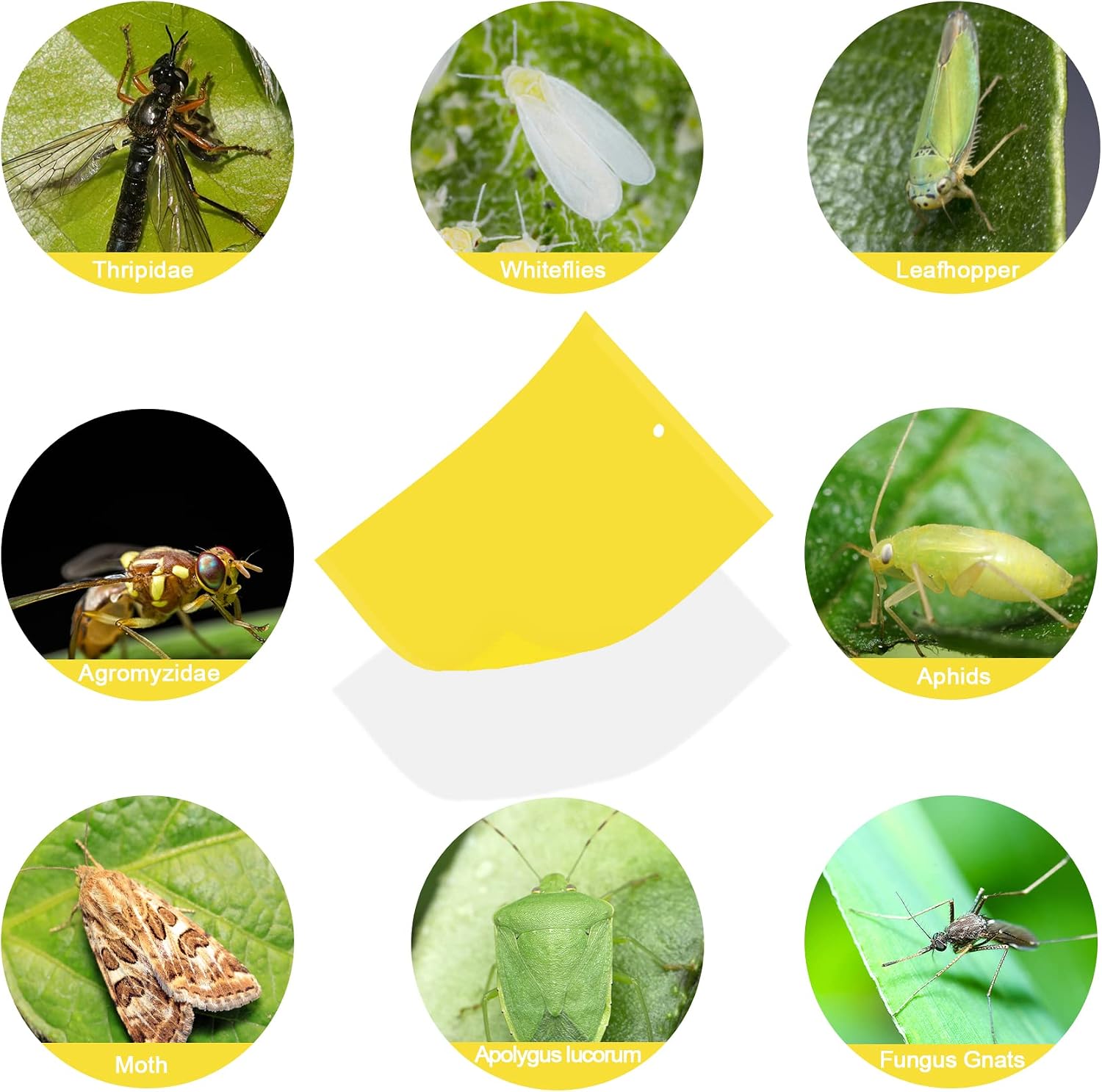 40 Pack Fungus Gnat Traps, Yellow Sticky Fruit Fly Traps for Indoor Plants