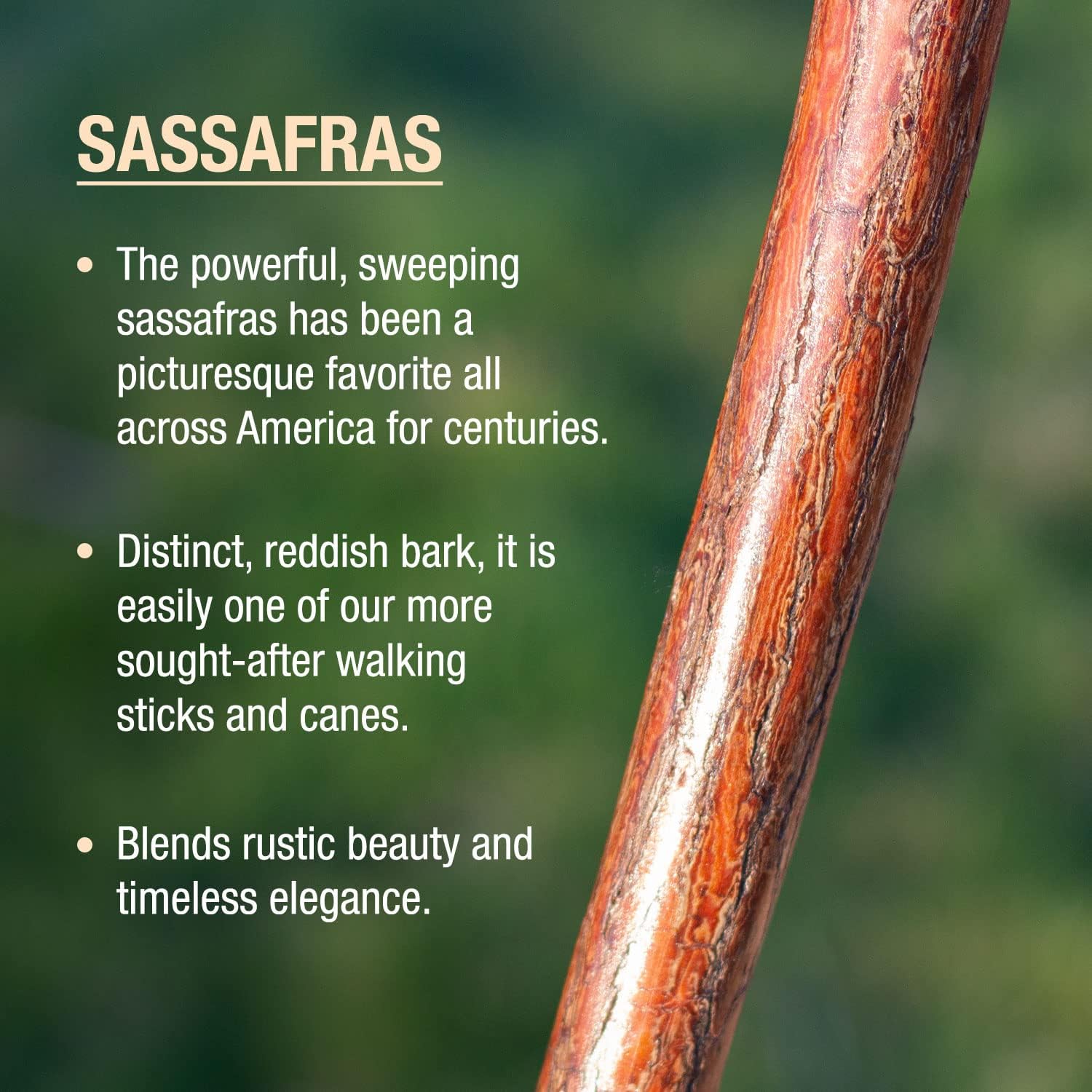 Brazos Rustic Wood Walking Stick, Maple, Traditional Style Handle, for Men & Women, Made in The USA, 55"