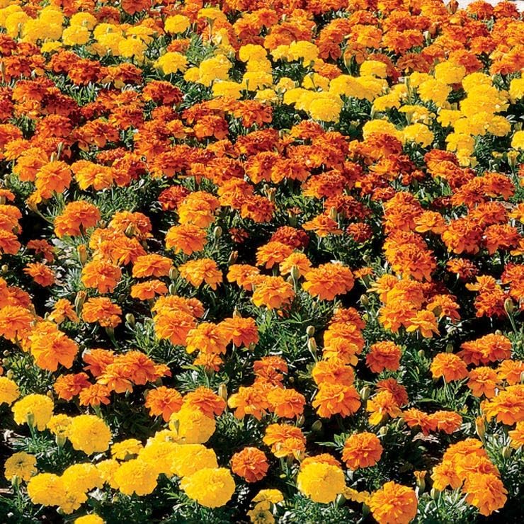 Park Seed Whopper Mix Marigold Flower Seeds – Giant 4-Inch Double Blooms in Yellow, Gold & Orange, Compact and Weather-Resistant Plants, Easy to Grow for Beds or Containers – Pack of 25