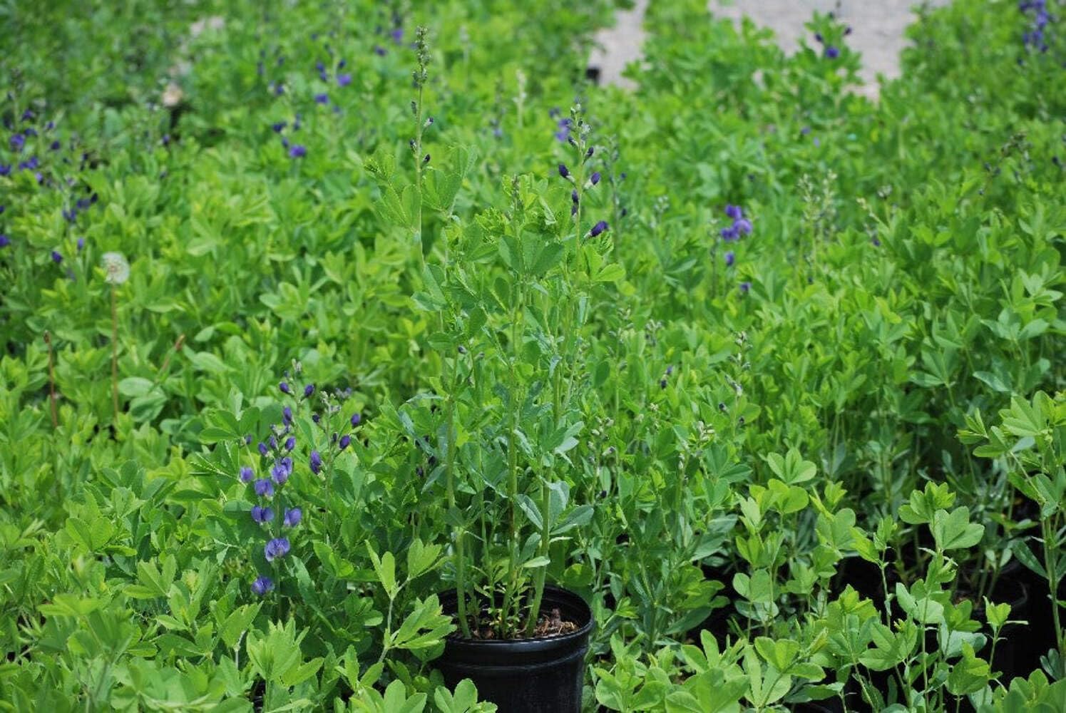 Baptisia Australis (False Indigo) Perennial, Size-#1 Container, Intense Blue Flowers