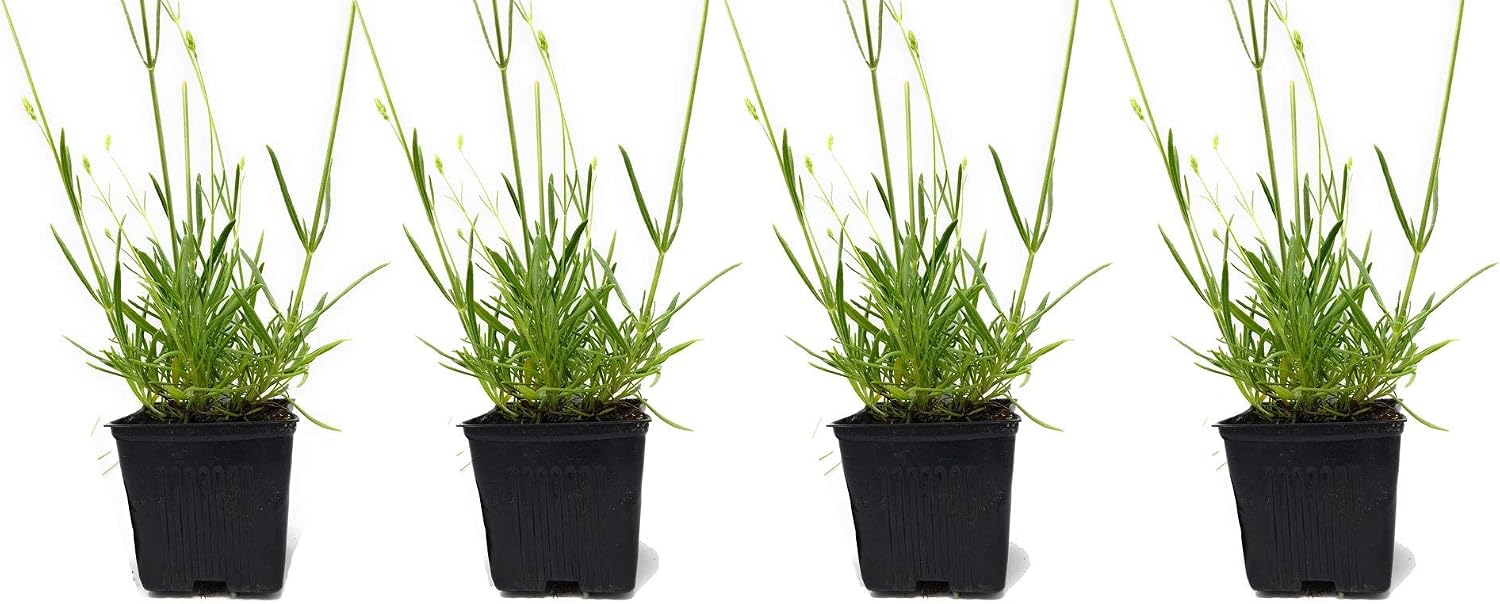 L+ French Provence Lavender — 1 Live Plant in 4" Pots — Blue-Purple Flowers — Fragrant, Bee-Friendly, Drought & Deer Resistant Perennial — Zones 5–9 — Grown in Sequim, WA