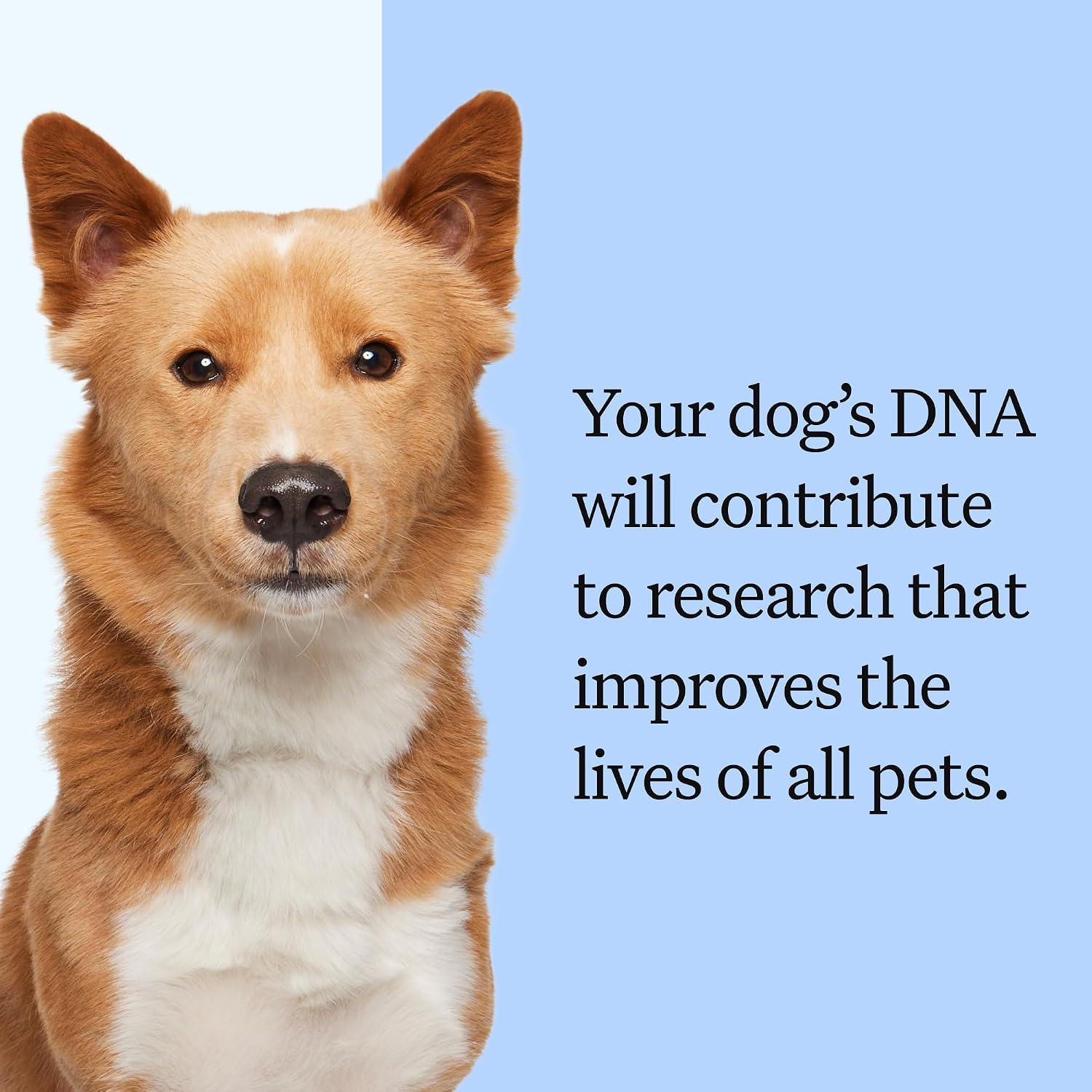 Wisdom Panel Breed Discovery Dog DNA Testing Kit - Most Accurate Dog Breed Identification - Test for 430+ Breeds, MDR1 Health Test, Ancestry