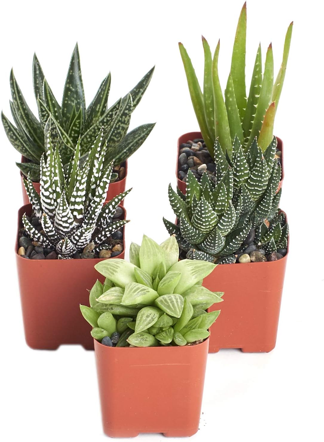Shop Succulents | Alluring Collection of Live, Hand Selected Variety Pack of Mini 5 Different Aloe Plants in 2" Grower Pots