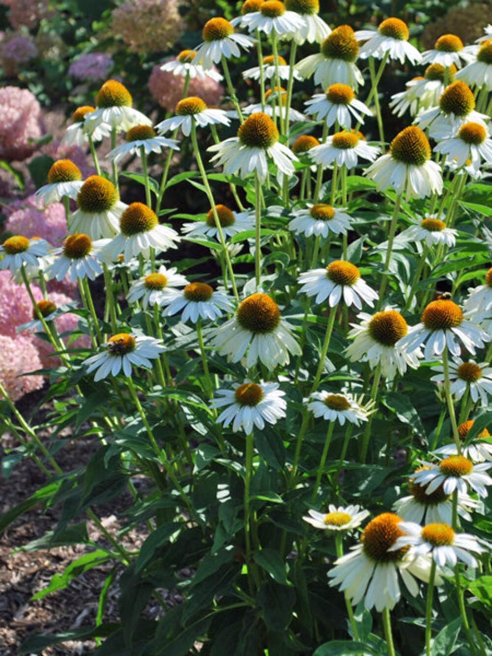 Echinacea purpurea ‘Cheyenne Spirit’ (Coneflower) Live Perennial, Size-#1 Container, Mixed Color Summer Flowers, USDA Zones 4-8