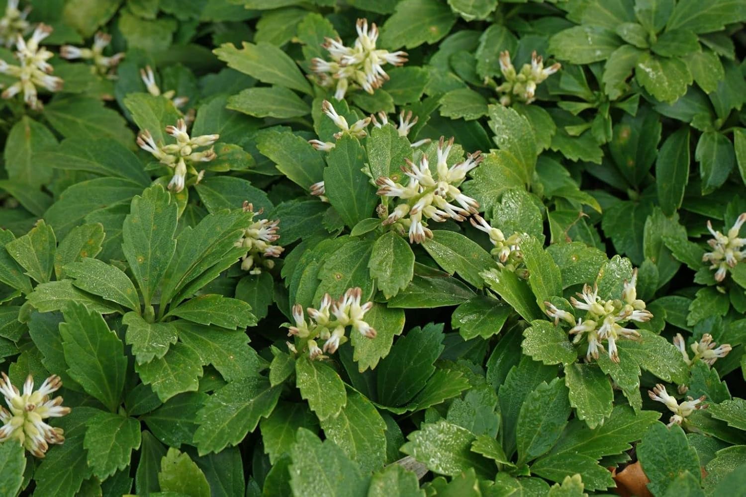 Live Ground-Cover Plants - Pachysandra Terminalis + Japanese Spurge - [Qty: 25 Bare Roots] - (Click for Other Available Plants/Quantities)